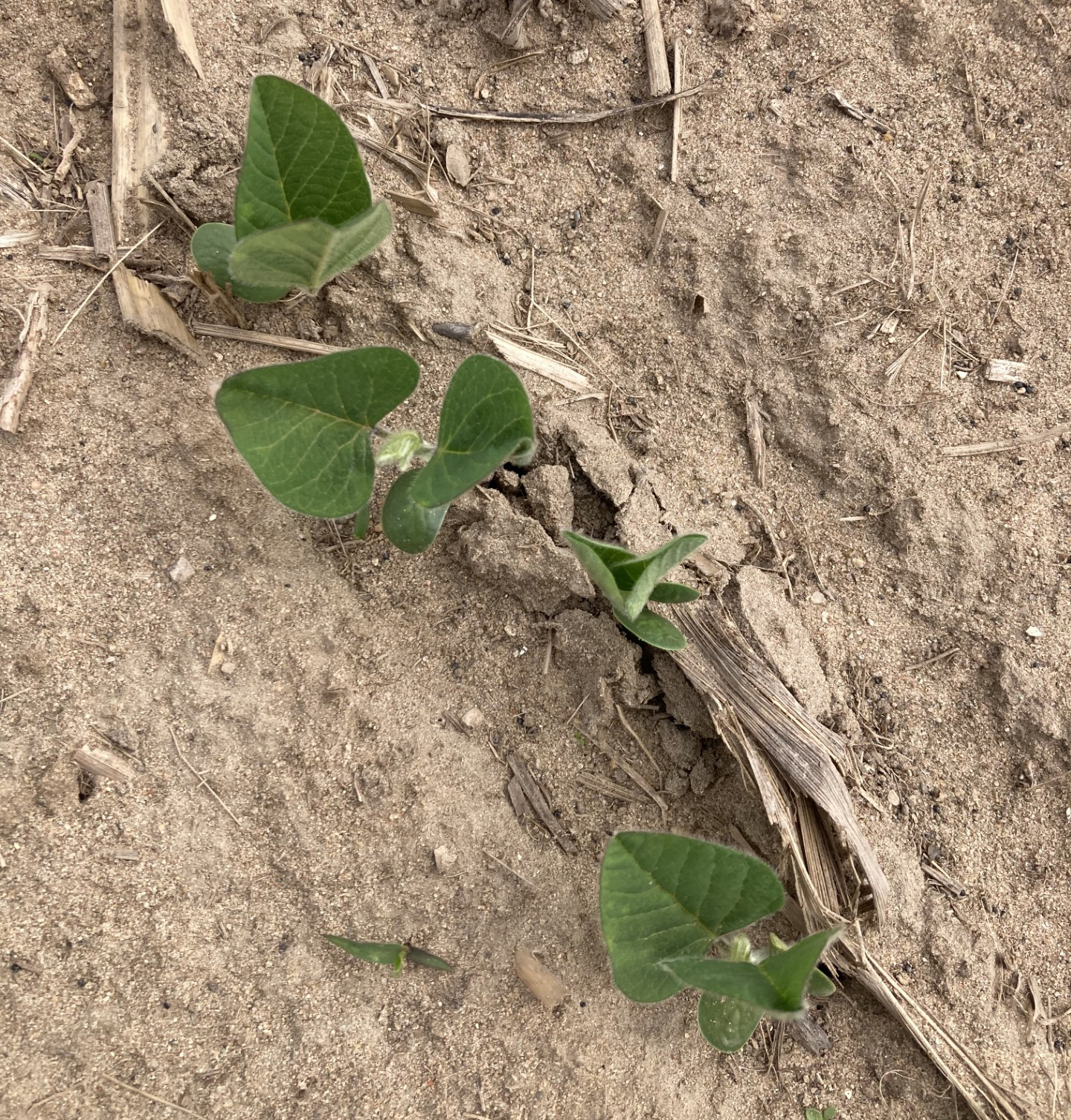 Four small soybean plants sprouting out of bare soil. 